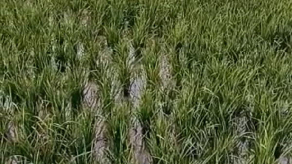 Paddy Crop : धान की अच्छी बढ़वार और बेहतर पैदावार के लिए खड़ी फसल में इन बातों का रखें खयाल - How to care and management of standing paddy crop for good