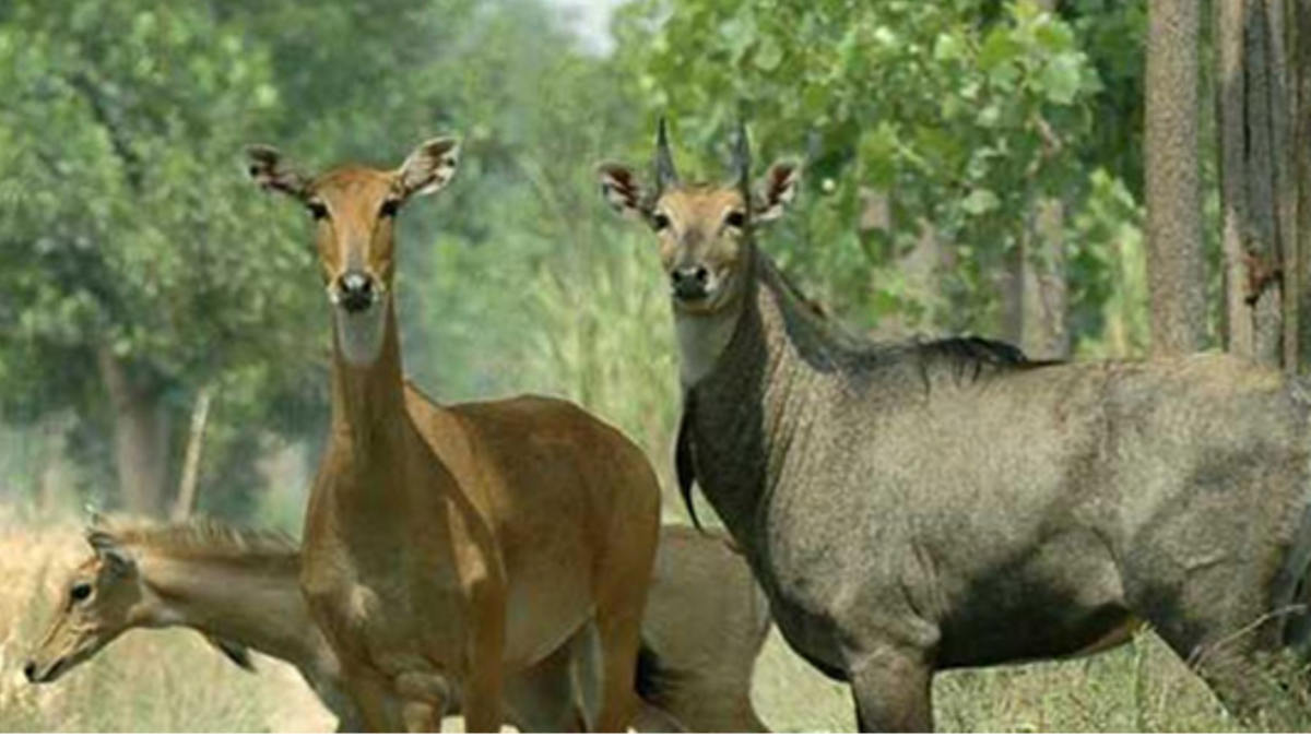 Nilgai problem: नीलगाय के आतंक से महंगी फसलों की खेती छोड़ रहे हैं किसान, फसल चक्र हुआ प्रभावित