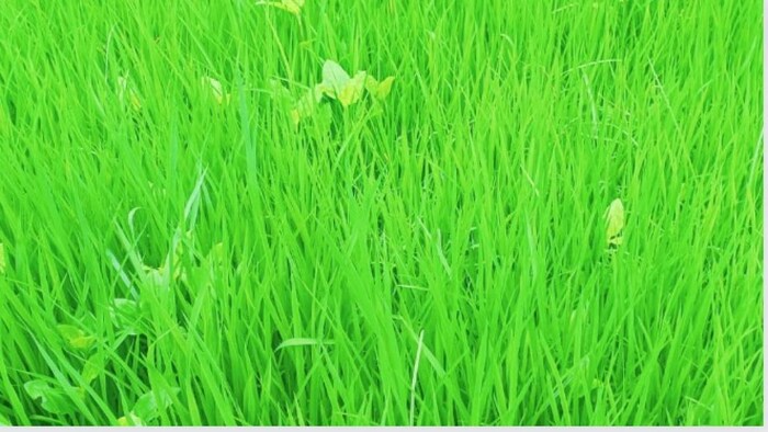 धान के खेत फोटोः किसान तक