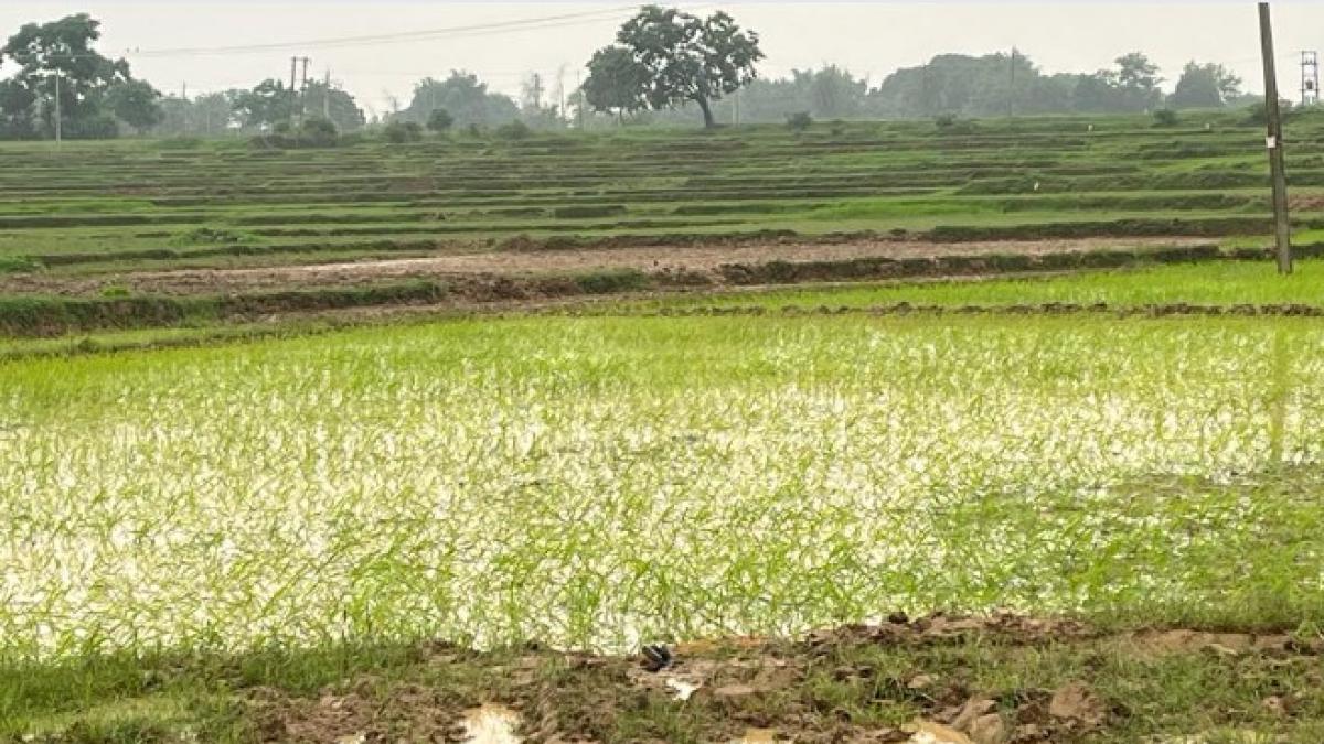 आजीविका के लिए पलायन कर रहे ओडिशा के तटीय जिलों में रहने वाले बाढ़ प्रभावित किसान