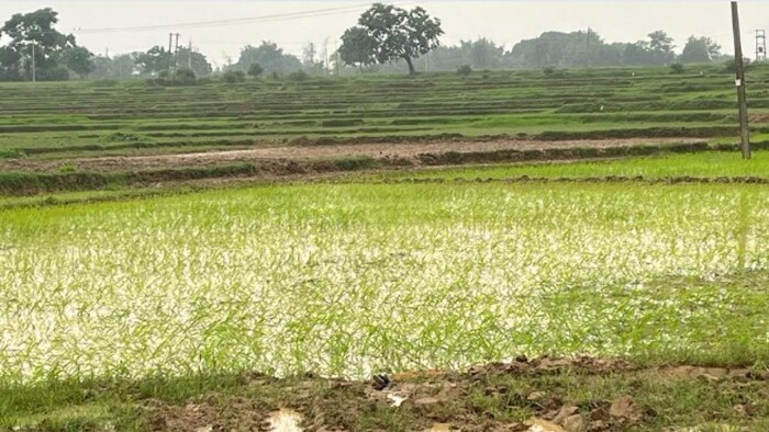 ओडिशा में बाढ़ ने बढ़ाई किसानों की परेशानी सांकेतिकत तस्वीर
