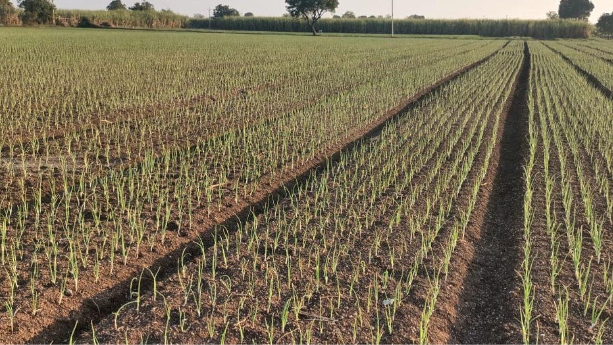 किसानों ने इस साल कम कर दी प्याज की खेती (photo kisan tak)
