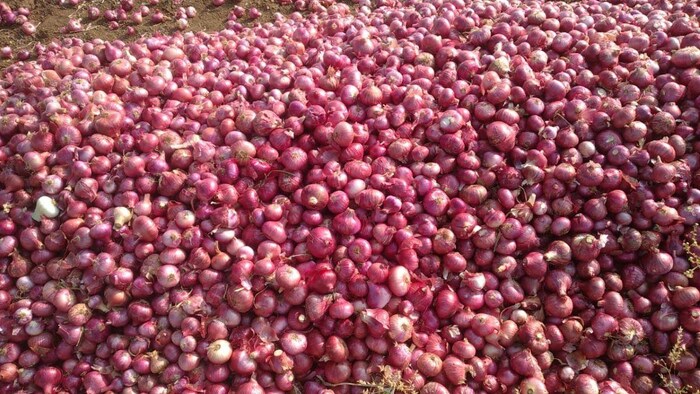 प्याज की कीमतों को लेकर किसान विरोध में अड़े (photo kisan tak)