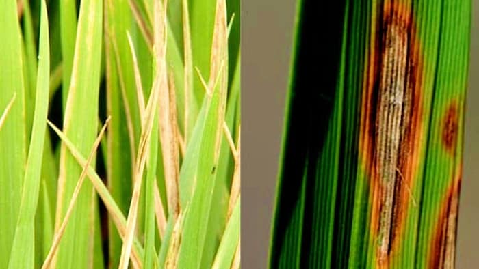 धान की खेती में लगते हैं झोंका और झुलसा रोग (Photo-ICAR).