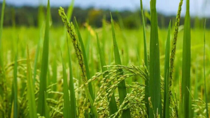 धान की फसल में लगने वाले रोग और उससे बचाव का तरीका