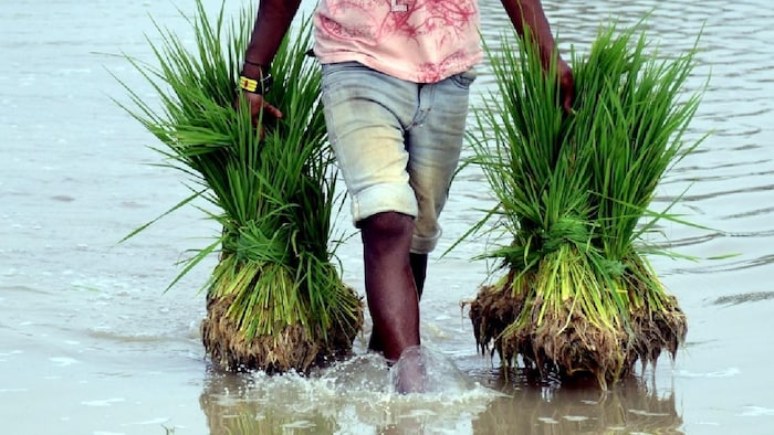 बिहार में बारिश शुरू होने से किसानों के चेहरे खिले