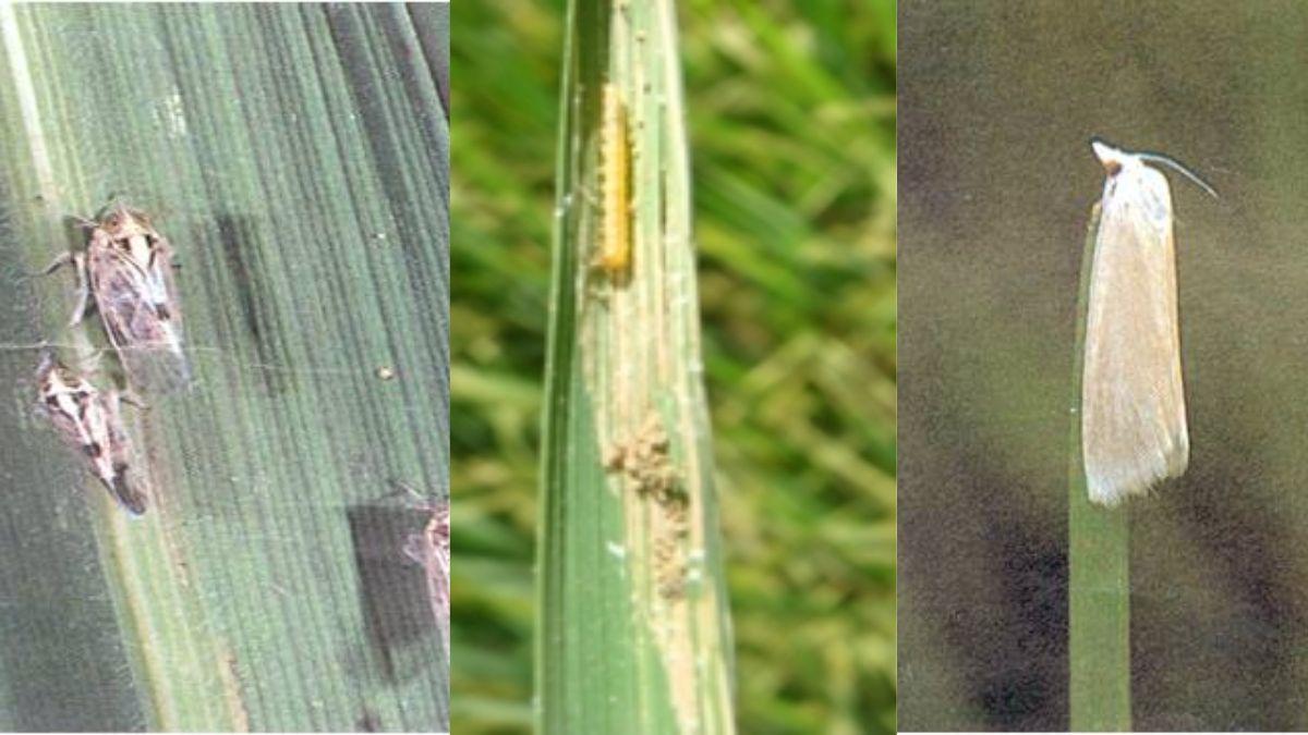 Paddy insect : धान के दुश्मन कीट तना छेदक, भूरा फूदका और पत्ती लपेटक की क्या है पहचान और कैसे पाएं छुटकारा ?