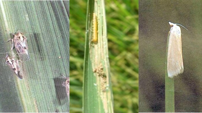 धान के दुश्मन कीट तना छेदक ,भूरा फूदका और पत्ती लपेटक कीट