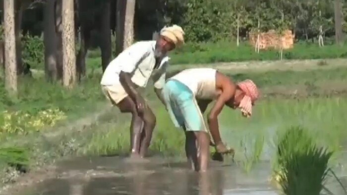 देश में मॉनसून की बारिश बढ़ते ही धान की रोपाई हुई तेज