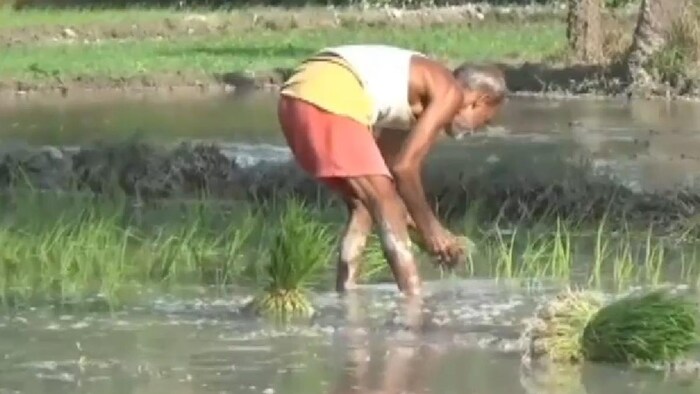 बिहार में बारिश से धान की फसल को बहुत फायदा पहुंचा है