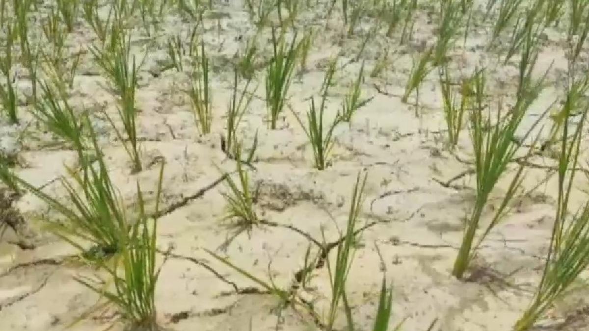 Bihar: बक्सर के किसानों की शिकायत- सूखे ने सब चौपट किया, क्या दाने-दाने के मोहताज होंगे लोग