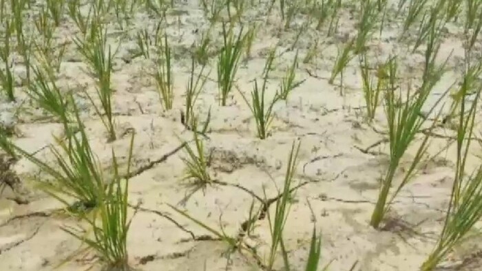 बिहार में सूखे के चलते धान की फसल बर्बाद हो रही है
