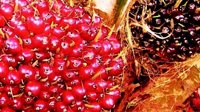 भारत में बढ़ रहा है पाम ऑयल का आयात. (Photo-Ministry of Agriculture)