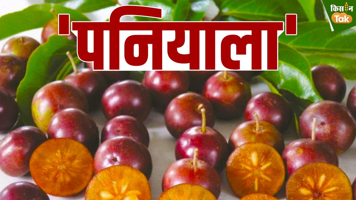 UP News: पूर्वांचल के लाखों किसानों के चेहरे पर लौटेगी मुस्कान, पढ़िए 'पनियाला' को लेकर एक्शन प्लान