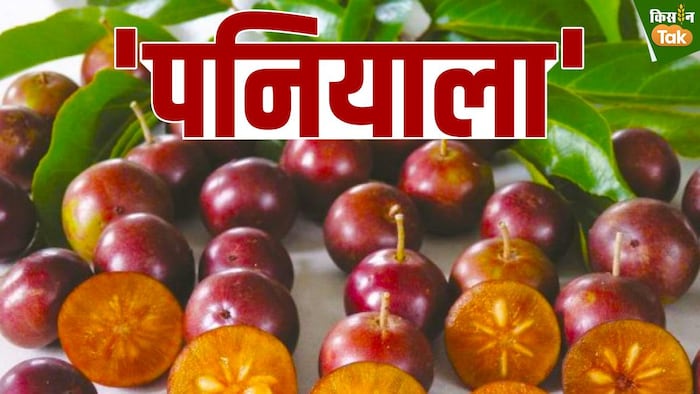 औषधीय गुणों से भरपूर पनियाला के लिए जीआई टैगिंग संजीवनी साबित होगी.