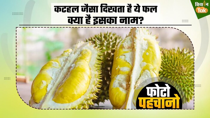 ये है दुनिया का सबसे बदबूदार फल: GFX- पंकज