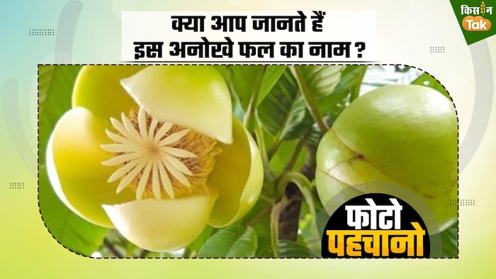 क्या आपने देखा है ये अनोखा फल