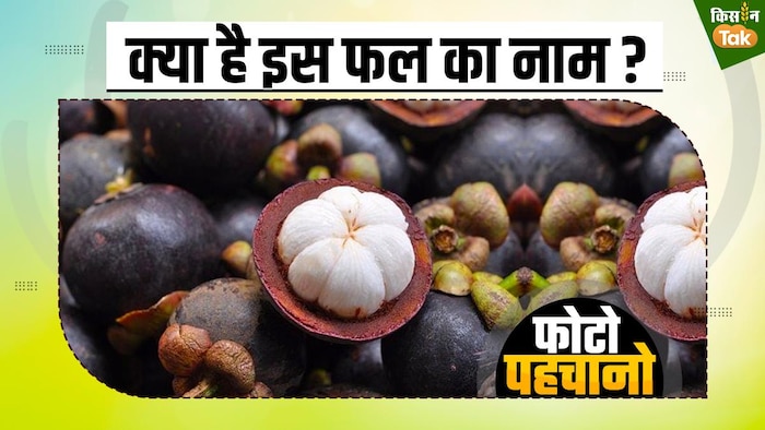 सेहत के लिए बेहद फायदेमंद है ये फल: GFX- संदीप भारद्वाज