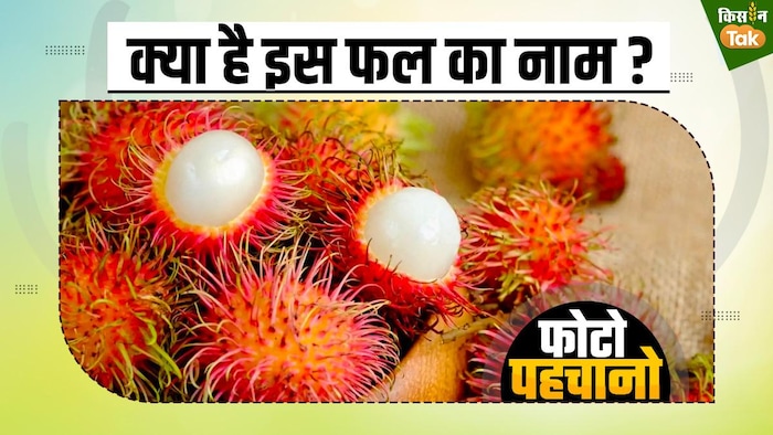 छिलका है या कांटा, क्या कभी देखा है ऐसा कोई फल, GFX- संदीप भारद्वाज