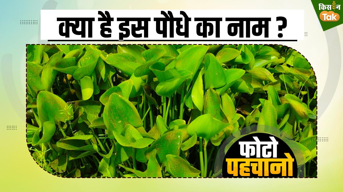 Photo Quiz: जिस पौधे को बेकार समझ फेंक देते हैं आप, उससे स्किन को मिल सकता है कुदरती निखार, जानें क्या है नाम