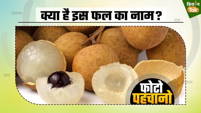 लीची जैसे दिखने वाले फल का क्या है नाम
