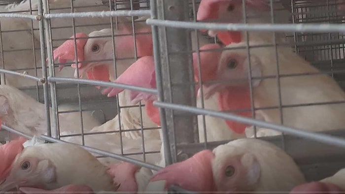 पोल्ट्री फार्म में बंद मुर्गियां. फोटो क्रेडिट-किसान तक