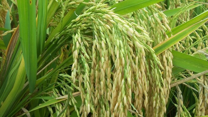 पूसा बासमती 1509 किस्म