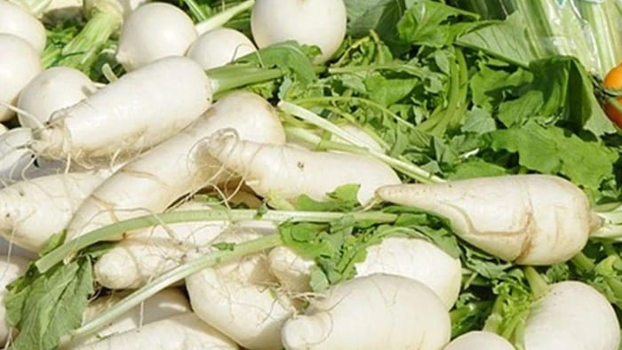 ये हैं मूली की पांच उन्नत किस्में, बंपर उपज के लिए तुरंत शुरू कर दें बुआई