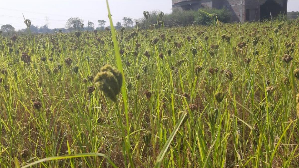 रागी की चार किसान किस्मों को एक साथ जारी करने वाला पहला राज्य बना ओडिशा