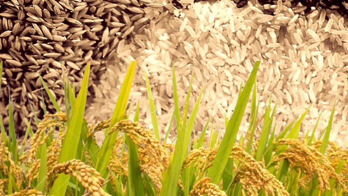 भारत दुनिया का सबसे बड़ा चावल निर्यातक है. (Photo-Kisan Tak).