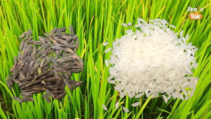 जीआई टैग वाले खुशबूदार चावलों के साथ अन्याय क्यों (Photo-Kisan Tak).