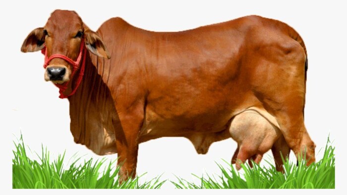 देसी गायों की लागत राशि पर पाएं 75 प्रतिशत तक सब्सिडी, सांकेतिक तस्वीर