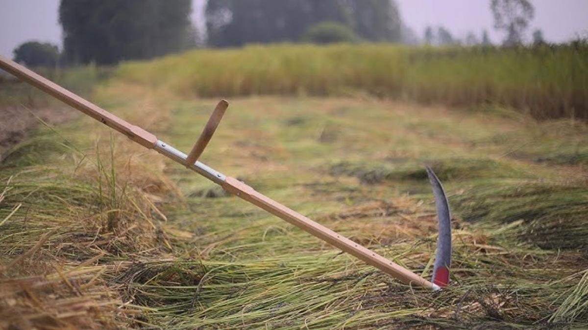 Agricultural Tool: फसलों की कटाई करना हुआ अब और भी आसान, इस उपकरण से बढ़ेगी किसानों की आय 