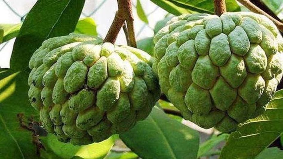 Shareefa Ki kheti: शरीफा की व्यावसायिक खेती से किसान कमा सकते हैं भारी मुनाफा, जानें उन्नत किस्में और रोपण विधि Shareefa Ki kheti: शरीफा की व्यावसायिक खेती से किसान कमा सकते हैं भारी मुनाफा, जानें उन्नत किस्में और रोपण विधि