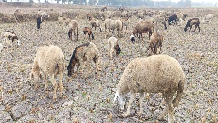 खुले मैदान में चरती भेड़. फोटो क्रेडिट-गोपाल दास