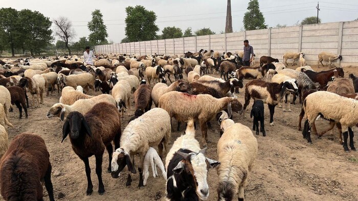 हरियाणा के एक खेत में मौजूद भेड़ों का रेवड़. फोटो क्रेडिट-किसान तक