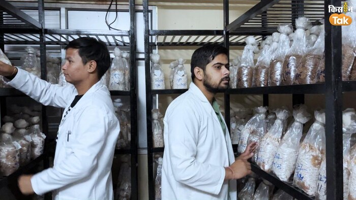 आईएचबीटी की लैब में तैयार होता शिटाके मशरुम. फोटो क्रेडिट-किसान तक