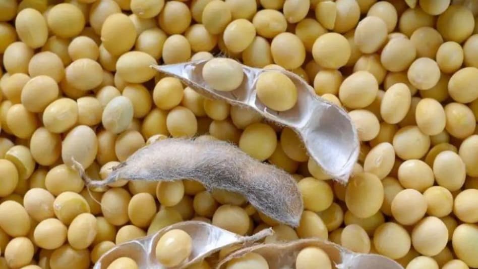 Soybean