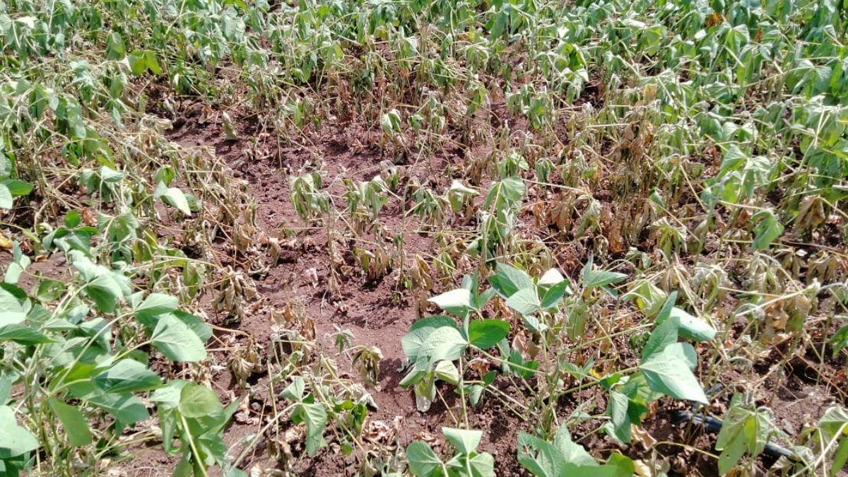 Maharashtra News: सूखा प्रभाव‍ित बीड़ के क‍िसानों को म‍िलेगा एडवांस फसल बीमा का क्लेम, सरकार का बड़ा ऐलान