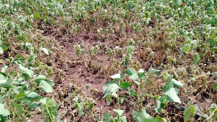 किसानों को मिलेगी राहत