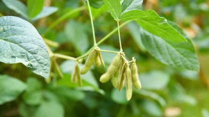 खरपतवार नाशक दवा से बर्बाद हुई सोयाबीन की फसल