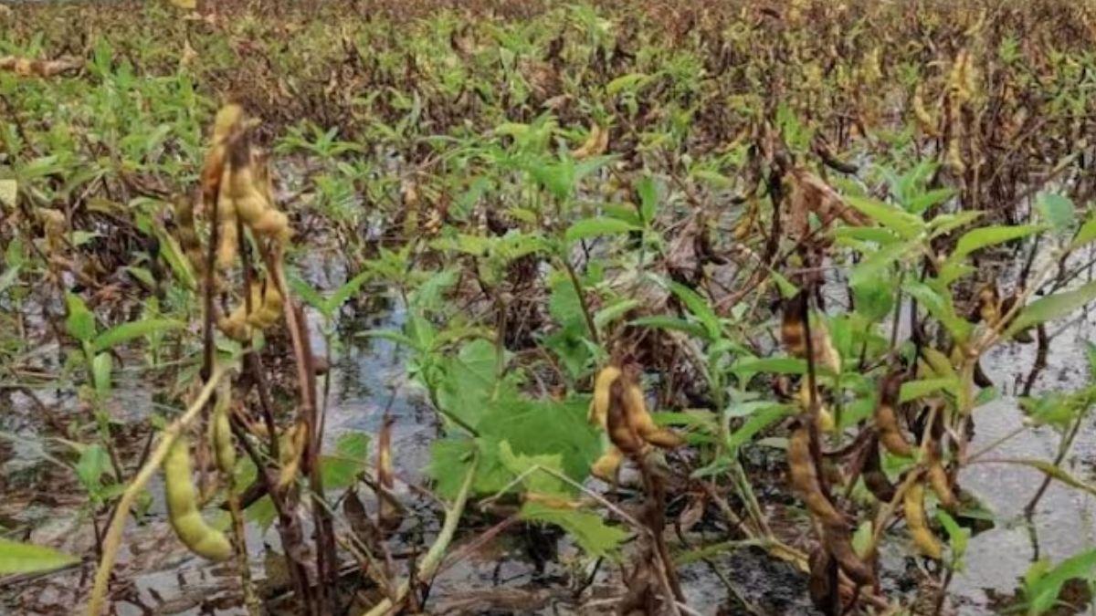 Exclusive: मध्य प्रदेश में सोयाबीन की फसल पर आफत, नकली दवा से बर्बाद हो रहे किसान