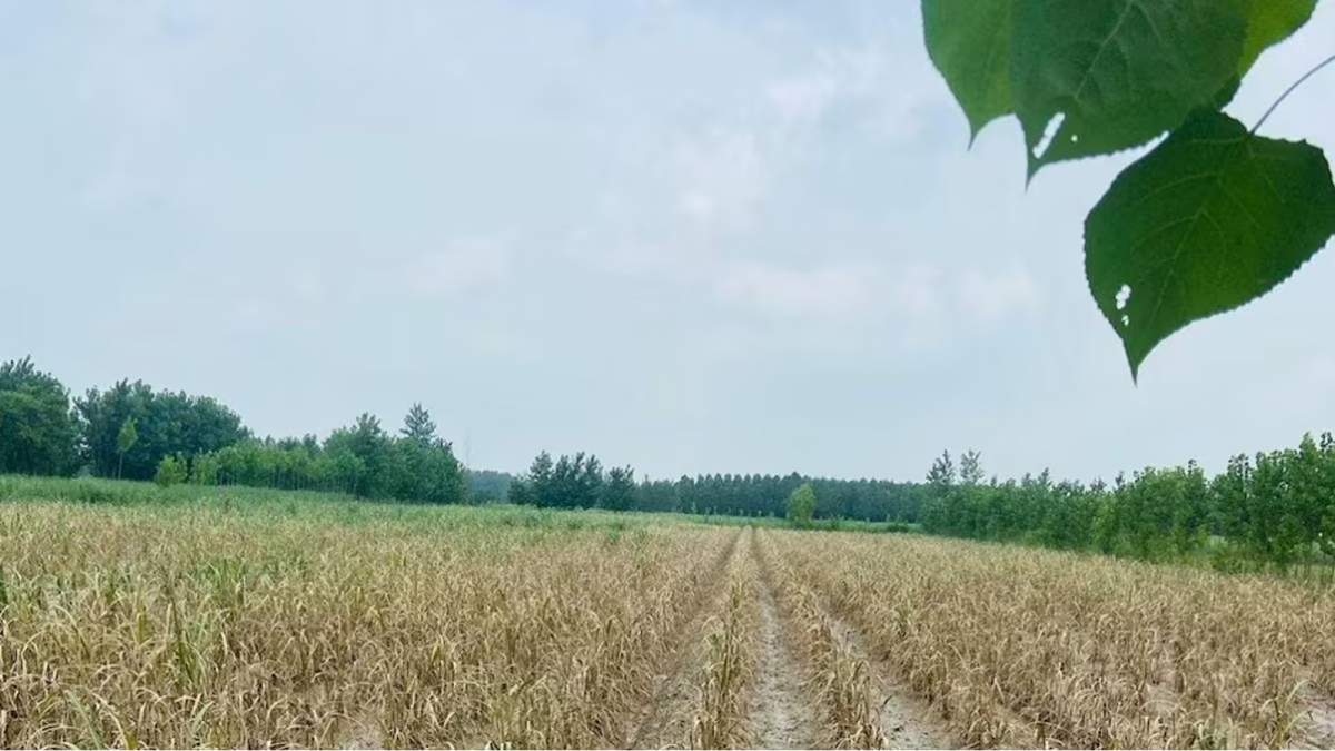 गन्ना की फसल को बाढ़ से नुकसान