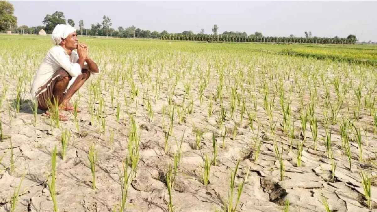 Purvanchal drought: सूखे की चपेट में पूर्वांचल की खेती ,धान के खेत में पड़ी दरारों से सहमे किसान 
