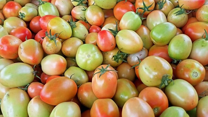 किसान के खेत से चोरी हुई टमाटर