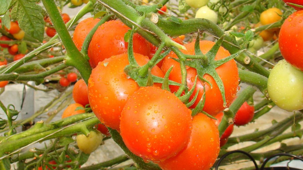 टमाटर का दाम बढ़ने की वजह क्या है? (Photo-Kisan Tak).