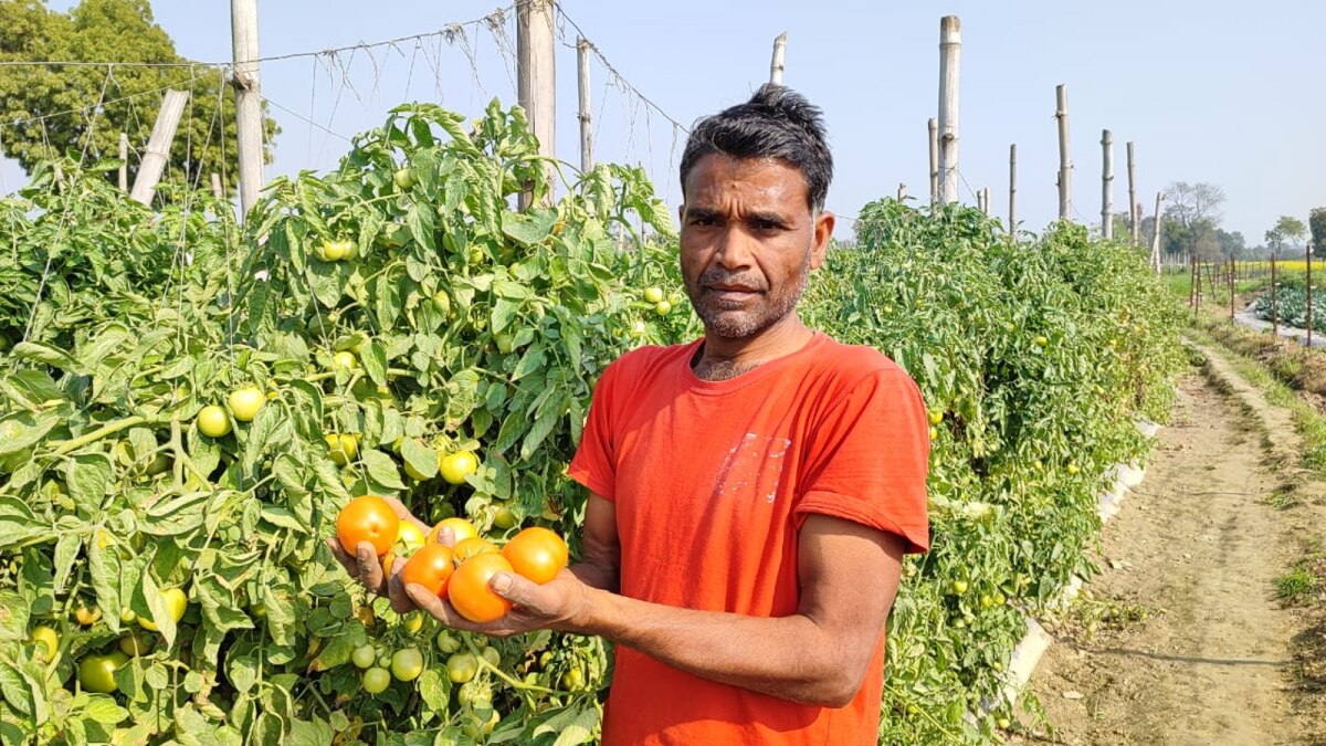 टमाटर की किस्म काशी तपस और काशी अद्भुत से गर्मी में भी होंगी पैदावार