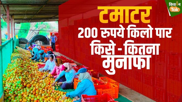 टमाटर 200 रुपये किलो पार-GFX Sandeep Bhardwaj