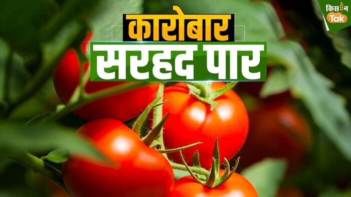 भारत में कितना हुआ है टमाटर उत्पादन (Photo-Kisan Tak).