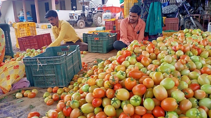 टमाटर के बढ़ते दामों में नहीं हो रही है कमी